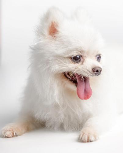 A white dog with his tongue out